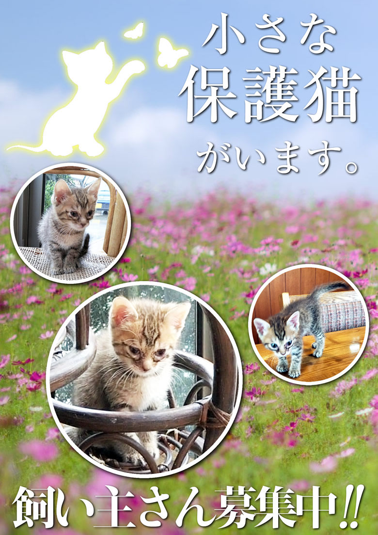 子猫の里親募集中です。